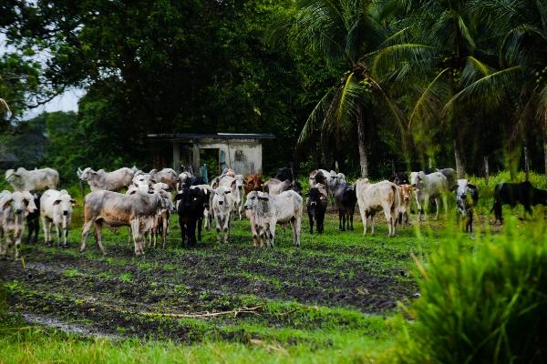 Governo do AM lança campanha de vacinação contra febre aftosa nesta sexta (15) Governo do AM lança campanha de vacinação contra febre aftosa nesta sexta (15)