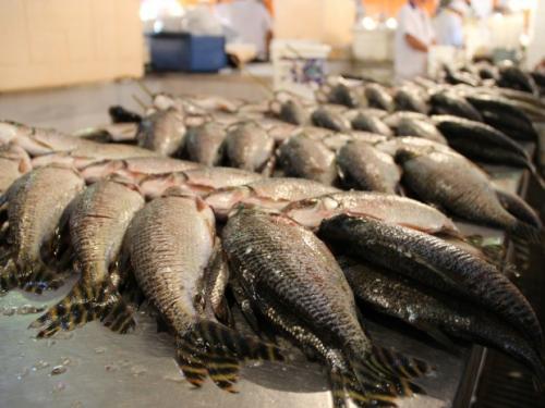 Confira os preços do Feirão do Pescado Semana Santa, em Manaus Confira os preços do Feirão do Pescado Semana Santa, em Manaus