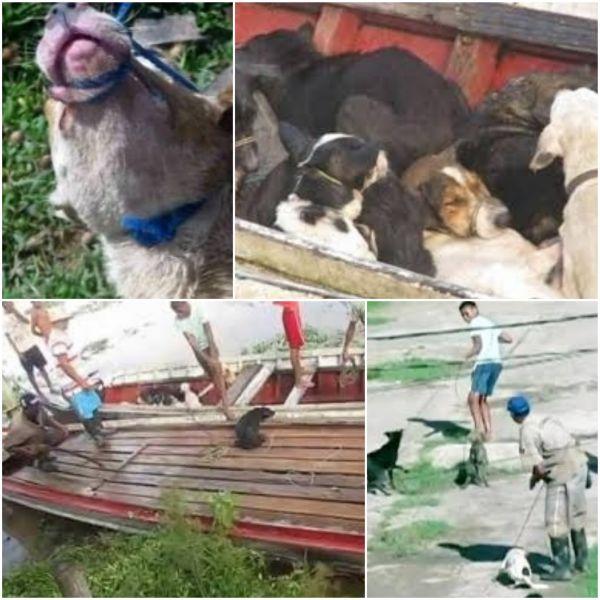 Ex-prefeito que comandou matança de cães, no Pará, inicia cumprimento de pena Ex-prefeito que comandou matança de cães, no Pará, inicia cumprimento de pena