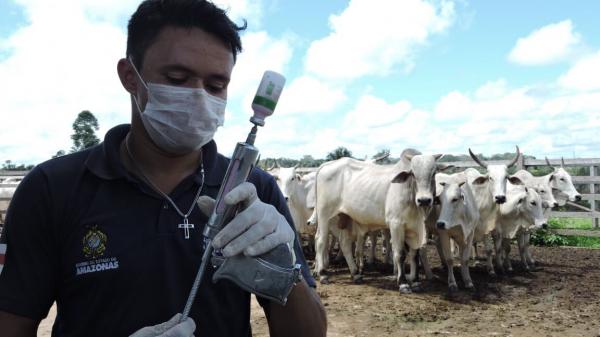 Vacinação contra febre aftosa inicia nesta quarta (1º) no Amazonas Vacinação contra febre aftosa inicia nesta quarta (1º) no Amazonas