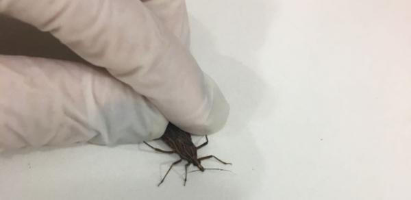FVS-AM investiga suspeita de surto de Doença de Chagas em Uarini FVS-AM investiga suspeita de surto de Doença de Chagas em Uarini