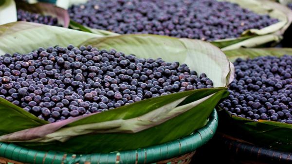 MP-AM pede suspensão da venda de açaí após surto de doença de Chagas em Uarini MP-AM pede suspensão da venda de açaí após surto de doença de Chagas em Uarini