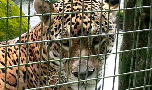 Caama busca parcerias para manutenção de animais do Hotel Tropical Caama busca parcerias para manutenção de animais do Hotel Tropical