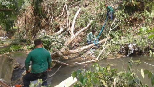 Universidade é multada por corte e poda de árvores em área de preservação, em Manaus Universidade é multada por corte e poda de árvores em área de preservação, em Manaus