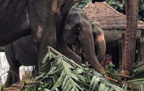Imagem de elefante raquítico choca o mundo e desperta investigação Imagem de elefante raquítico choca o mundo e desperta investigação