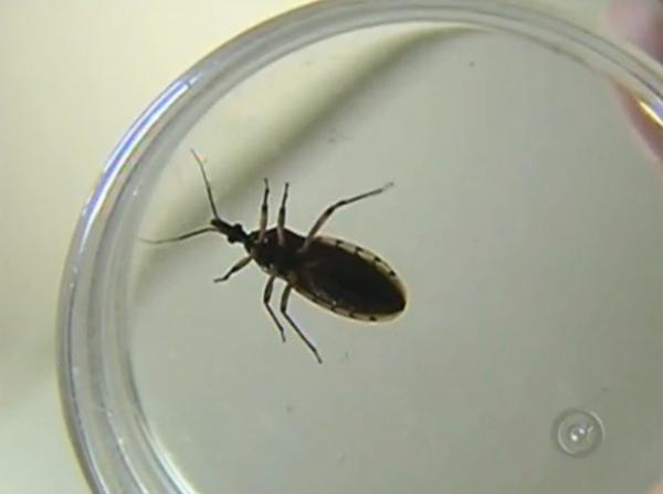 FVS confirma dez casos de Doença de Chagas em Barreirinha FVS confirma dez casos de Doença de Chagas em Barreirinha