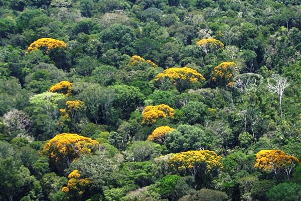 Amazonas reduz queimadas em 39% e ocupa 6º lugar no ranking da Amazônia Legal Amazonas reduz queimadas em 39% e ocupa 6º lugar no ranking da Amazônia Legal
