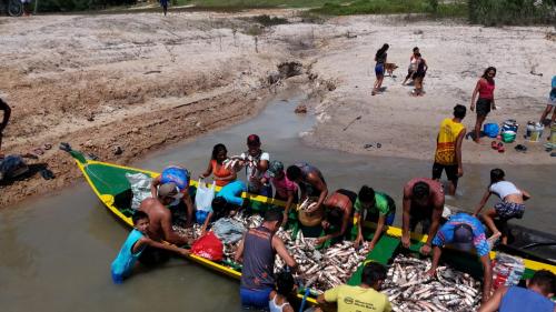 Prefeitura de Parintins entrega mais de 14 toneladas de pescado nos rios Tracajá e Mamuru Prefeitura de Parintins entrega mais de 14 toneladas de pescado nos rios Tracajá e Mamuru