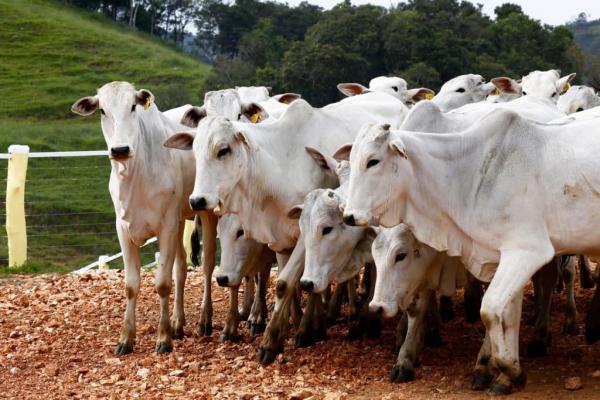 MPF requer multa de R$ 3,8 milhões a frigoríficos que descumpriram acordo do Carne Legal no AM MPF requer multa de R$ 3,8 milhões a frigoríficos que descumpriram acordo do Carne Legal no AM