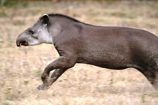 Estradas do PA, onde antas são atropeladas, devem construir passagens de fauna e radares, recomenda MPF