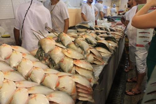 Ipaam alerta pescadores para período de defeso Ipaam alerta pescadores para período de defeso