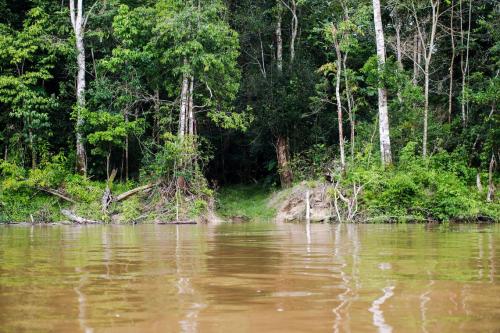 Capes deve liberar R$ 7 milhões para pesquisas na Amazônia Legal Capes deve liberar R$ 7 milhões para pesquisas na Amazônia Legal