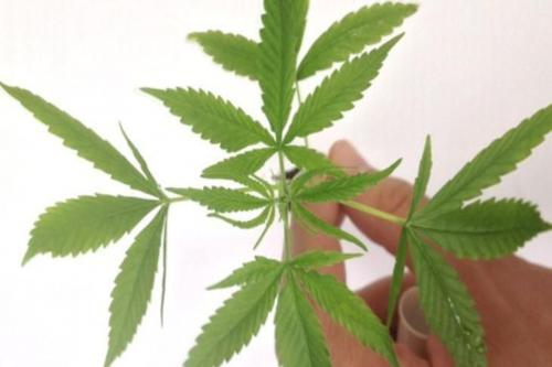 Anvisa autoriza fabricação e venda de medicamentos à base de Cannabis Anvisa autoriza fabricação e venda de medicamentos à base de Cannabis
