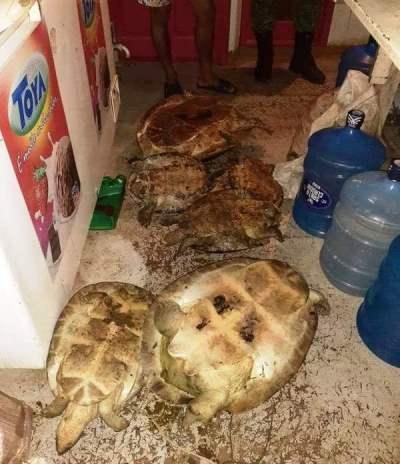 Policiamento Ambiental apreende quelônios em embarcação no Porto da Manaus Moderna Policiamento Ambiental apreende quelônios em embarcação no Porto da Manaus Moderna