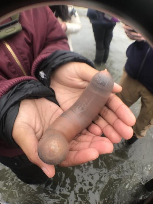 Milhares de 'peixes-pênis' são encontrados em praia da Califórnia após tempestade Milhares de 'peixes-pênis' são encontrados em praia da Califórnia após tempestade