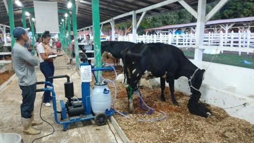 Concurso leiteiro da Expopin 2019 tem rebanho fruto de melhoramento genético Concurso leiteiro da Expopin 2019 tem rebanho fruto de melhoramento genético