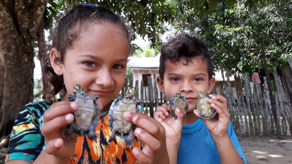 2,5 mil filhotes de tartaruga e tracajás devolvidos à natureza, em Eirunepé 2,5 mil filhotes de tartaruga e tracajás devolvidos à natureza, em Eirunepé