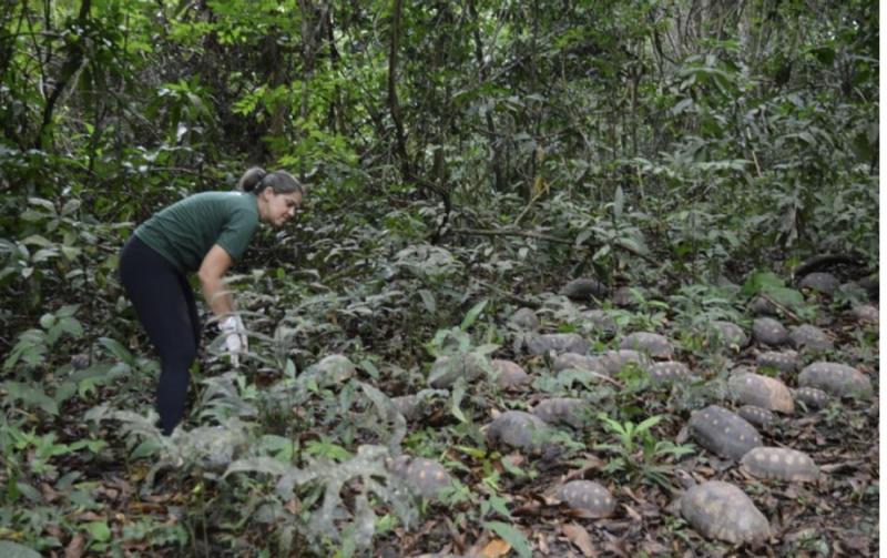 85 animais silvestres são reconduzidos à Floresta Nacional do Tapajós, no PA 85 animais silvestres são reconduzidos à Floresta Nacional do Tapajós, no PA