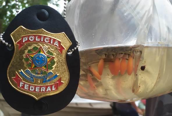PF apreende 10 mil peixes ornamentais e dupla é presa, em Tabatinga (AM) PF apreende 10 mil peixes ornamentais e dupla é presa, em Tabatinga (AM)