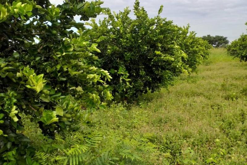 Produção de limão taiti bate recorde em Monte Alegre (PA) Produção de limão taiti bate recorde em Monte Alegre (PA)