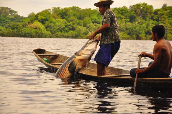 Pescadores artesanais do AM vão receber subvenção econômica por quilo do pirarucu Pescadores artesanais do AM vão receber subvenção econômica por quilo do pirarucu