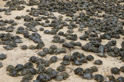Mais de 5 mil filhotes de quelônios são devolvidos à natureza na RDS Igapó-Açu Mais de 5 mil filhotes de quelônios são devolvidos à natureza na RDS Igapó-Açu