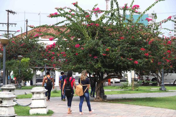Manaus ficará mais colorida com mudas de bouganville em logradouros públicos Manaus ficará mais colorida com mudas de bouganville em logradouros públicos