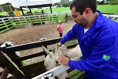 Vacinação contra febre aftosa começa neste domingo (15) no AM Vacinação contra febre aftosa começa neste domingo (15) no AM