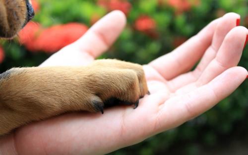 Pets e coronavírus: Sema orienta sobre cuidados com animais de estimação Pets e coronavírus: Sema orienta sobre cuidados com animais de estimação