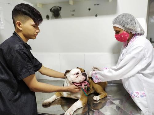Qual a importância de vacinar os animais de estimação? Qual a importância de vacinar os animais de estimação?