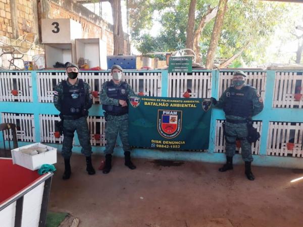 PM desmonta rinha de galos e criação ilegal de pássaros silvestres, em Manaus PM desmonta rinha de galos e criação ilegal de pássaros silvestres, em Manaus