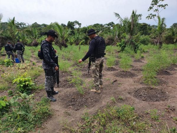 Operação em Nova Olinda do Norte encontra plantações de maconha Operação em Nova Olinda do Norte encontra plantações de maconha