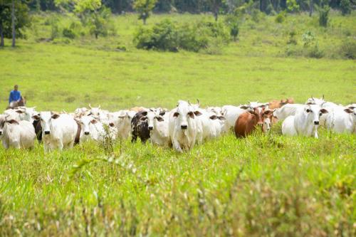 Reconhecimento de zona livre de febre aftosa sem vacinação deve ampliar mercado para pecuaristas do AM Reconhecimento de zona livre de febre aftosa sem vacinação deve ampliar mercado para pecuaristas do AM