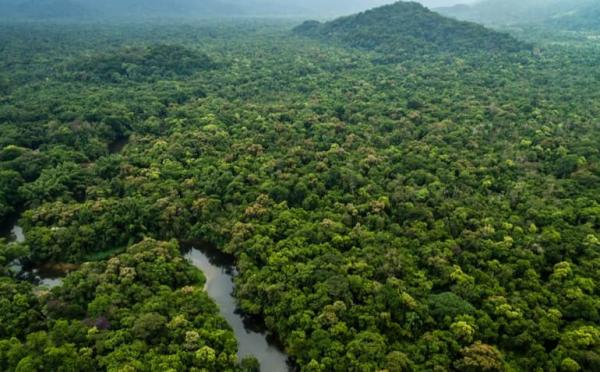 MPF/AM exige indenização de R$ 80 milhões de desmatadores de floresta nacional em Lábrea MPF/AM exige indenização de R$ 80 milhões de desmatadores de floresta nacional em Lábrea