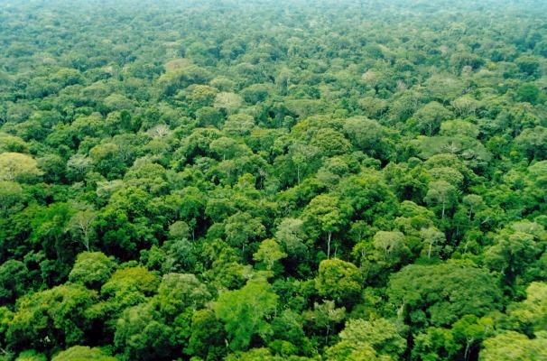 Alemanha e Reino Unido anunciam € 150 milhões em ajuda à Amazônia Alemanha e Reino Unido anunciam € 150 milhões em ajuda à Amazônia