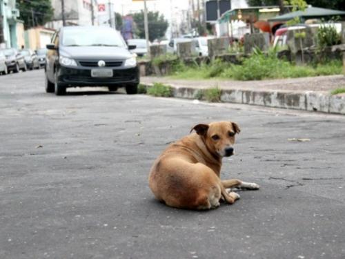 Zoonoses de Manaus reabre agendamento para castração de animais Zoonoses de Manaus reabre agendamento para castração de animais