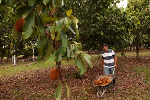 Município de Autazes deve aumentar em 30% a produção de cupuaçu em 2018 Município de Autazes deve aumentar em 30% a produção de cupuaçu em 2018