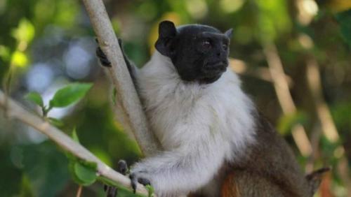 Abertas inscrições para concurso que vai escolher nome de mascote de Manaus Abertas inscrições para concurso que vai escolher nome de mascote de Manaus
