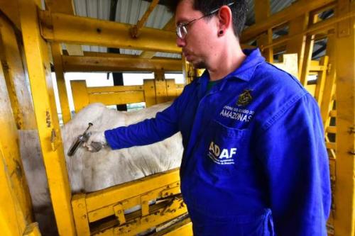 Campanha de vacinação contra febre aftosa é prorrogada no Amazonas Campanha de vacinação contra febre aftosa é prorrogada no Amazonas