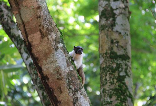 Lançado edital para o concurso do mascote Sauim de Manaus Lançado edital para o concurso do mascote Sauim de Manaus