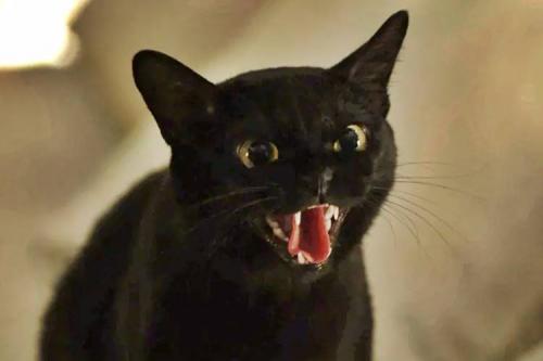 Gato Leon será morto por Sampaio, em Sétimo Guardião Gato Leon será morto por Sampaio, em Sétimo Guardião