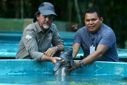 Filhote de peixe-boi é resgatado em Nhamundá e transferido para Manaus Filhote de peixe-boi é resgatado em Nhamundá e transferido para Manaus