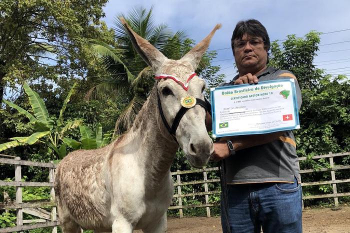burros